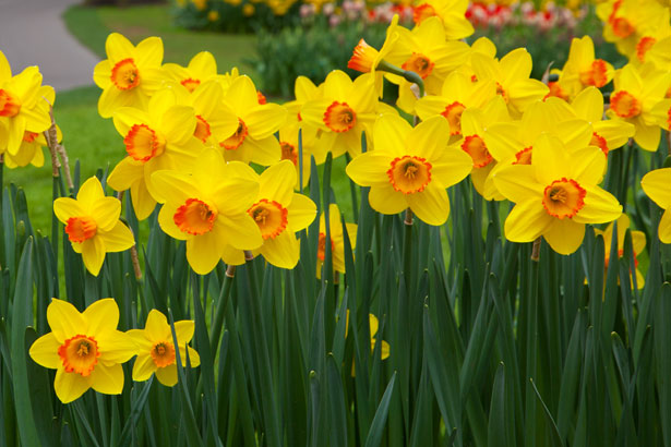 daffodils