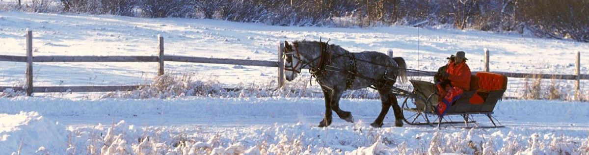 frontpage winter dog02